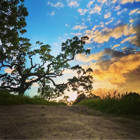 Lotus - Picture 3 of 7